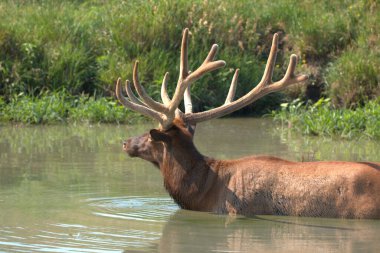 Olgun Boğa Geyiği, yaz sıcağından serinliyor.