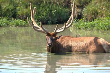 Olgun Boğa Geyiği, yaz sıcağından serinliyor.