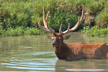 Olgun Boğa Geyiği, yaz sıcağından serinliyor.