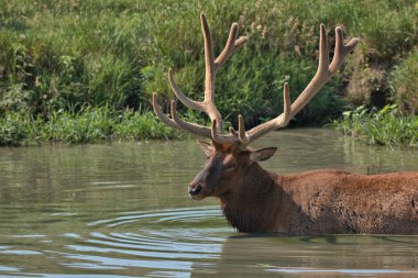 Olgun Boğa Geyiği, yaz sıcağından serinliyor.