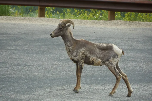 Big Horn Ram Meio Uma Estrada Montanha Meados Verão — Fotografia de Stock