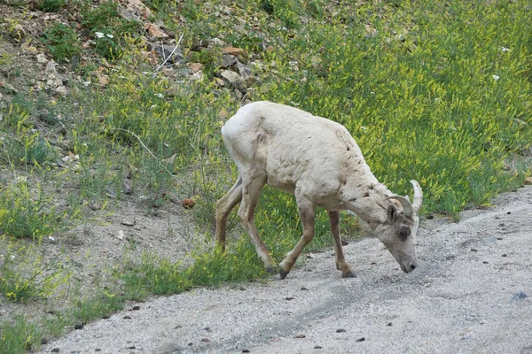 Big Horn Sheep Sur Col Guanella Qui Offre Une Vue — Photo