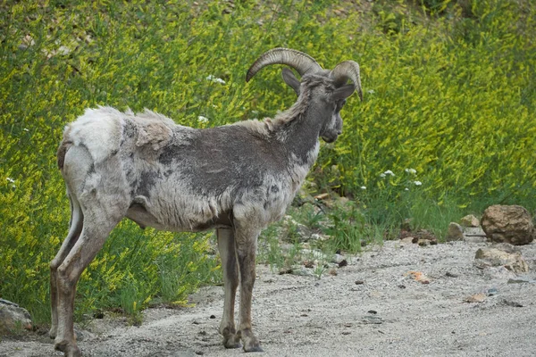 Big Horn Sheep Guanella Pass Que Oferece Vistas Monte Bierstadt — Fotografia de Stock