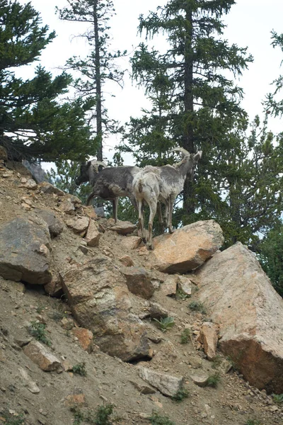 Scénický Pohled Rocky Mountain Big Horn Ovce Skalách — Stock fotografie