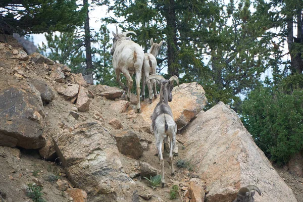 大きな角の羊が岩の山の峠を駆け上がる — ストック写真