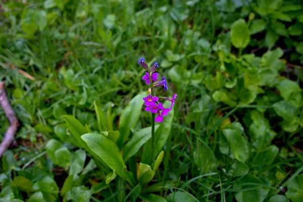 Fleurs Sauvages Printanières Dans Les Montagnes Rocheuses Colorado — Photo