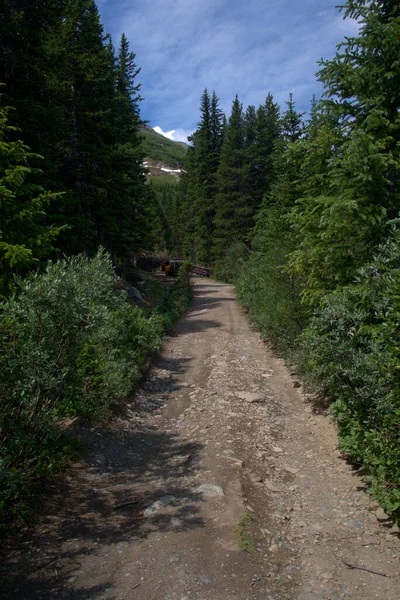 Muchos Excursionistas Utilizan Este Sendero Rodeado Pinos Altos —  Fotos de Stock