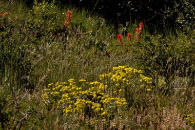 Orange ve Yellow 'un dağdaki yabani çiçekleri Sabah güneşinde bilge bir çayırda