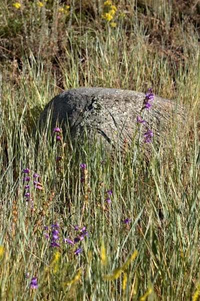 Grande Masso Montagna Sotto Albero Circondato Fiori Selvatici — Foto Stock