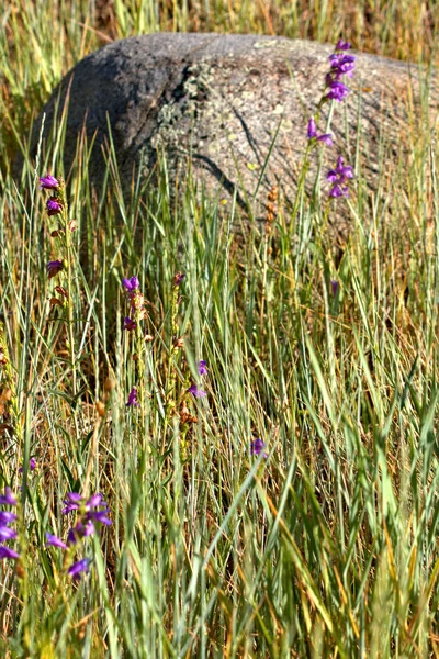 Fiori Montagna Urple Che Crescono Intorno Grande Masso Roccia — Foto Stock