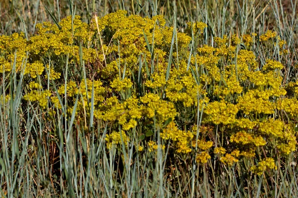 Žluté Divoké Květy Rostoucí Suchým Horským Šalvějovým Štětcem — Stock fotografie