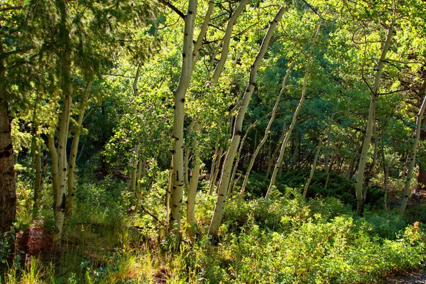 Stand Aspen Trees Late Summer Colorado Rocky Mountains — Stock Photo, Image