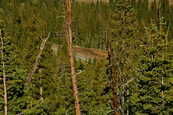 Almost above the tree line on Vail Pass in Colorado