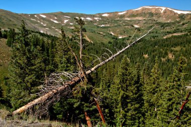 Ölü çam ağaçları havanın ne kadar sert olduğunu gösteriyor..