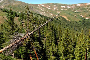 Ağaç sınırındaki dağ manzarası