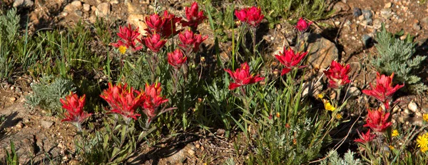 Coloridas Flores Rojas Silvestres Crecen Suelo Rocoso Montaña —  Fotos de Stock