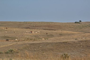 Çiftliğin yamacındaki sığırlar yaz çimlerinde otluyor.
