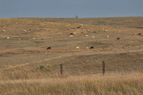 Zaun Vordergrund Weideland Das Rinder Der Ferne Füttert — Stockfoto