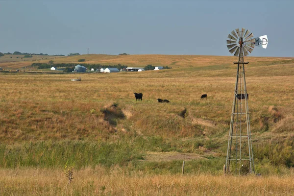 Gras Gefütterte Rinder Weiden Auf Dem Sommergras — Stockfoto