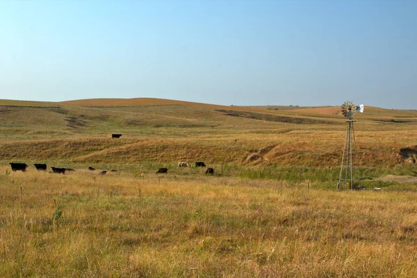 Windmühle Versorgt Die Rinder Auf Der Weide Bereich Gras — Stockfoto
