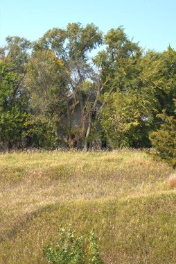 Eski bir çiftlik evini çevreleyen ağaçlar