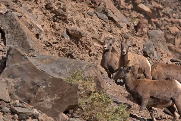 Group Big Horn Mountain Goats Lick Minerals Rocks — Stock Photo, Image