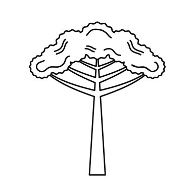 Araucaria tree icon clipart