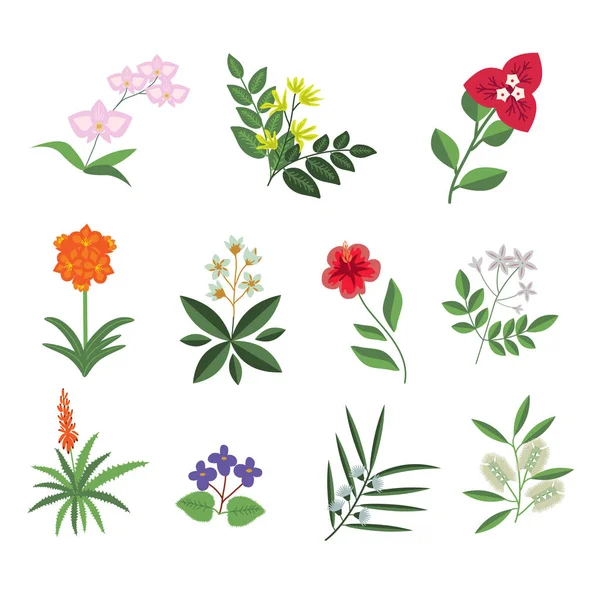 Tropical flowers sert — Stock Vector