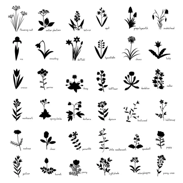 Set de flores silvestres — Archivo Imágenes Vectoriales