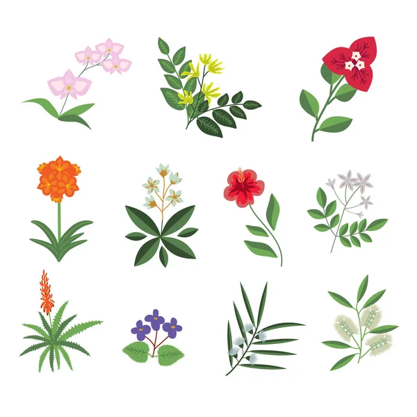 Τροπικά λουλούδια Εικονογράφηση Αρχείου