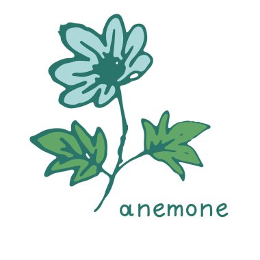 Anemone vektör çiçek