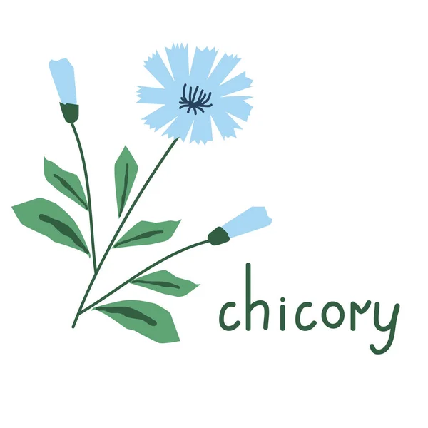 Chicory vector flower — Stock Vector