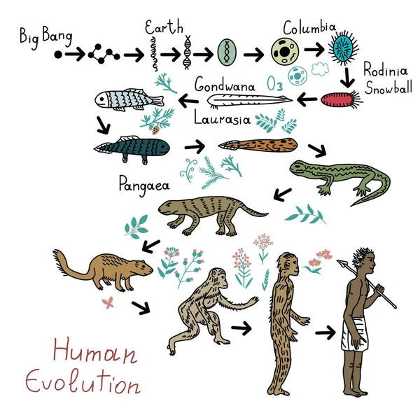 Menselijke evolutie illustratie — Stockvector