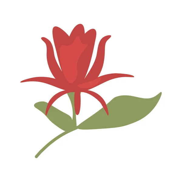Calycanthus Kırmızı Yalıtılmış Çiçek Elementi — Stok Vektör