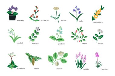 Isolated plants simple icons collection clipart