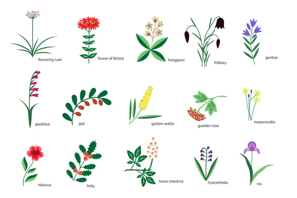 孤立植物简约的图标收集 — 图库矢量图片