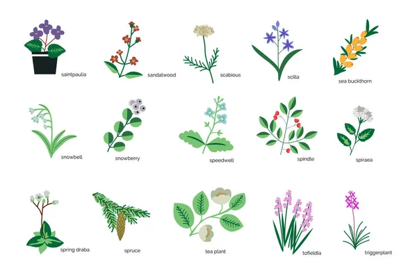 Geïsoleerde Planten Eenvoudige Iconen Collectie — Stockvector