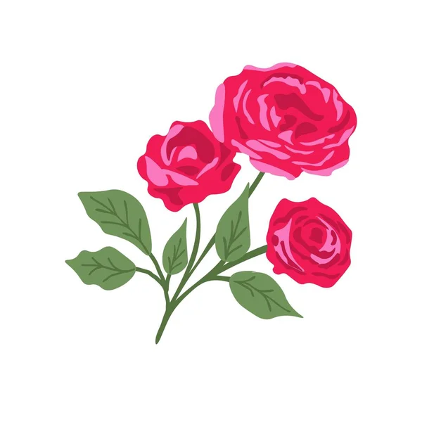 Ізольована Трояндова Рослина Білому Тлі — стоковий вектор
