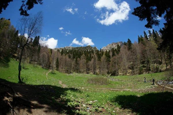 Ağaçlar, gökyüzü, mavi gökyüzü, manzara, doğa, bahar, kar, dağ karı, panorama