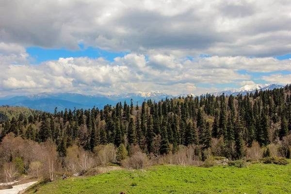 Lago Naki Platosu, Rusya, Batı Kafkasya, Adygea Cumhuriyeti. Dağlar, doğa, bahar, kar, köknar ağaçları ve çam ağaçları