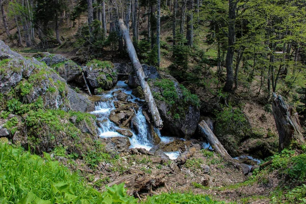 Rusya, Lago Naki Platosu, Batı Kafkasya, Adygea Cumhuriyeti. Dağlar, doğa, bahar, nehir.
