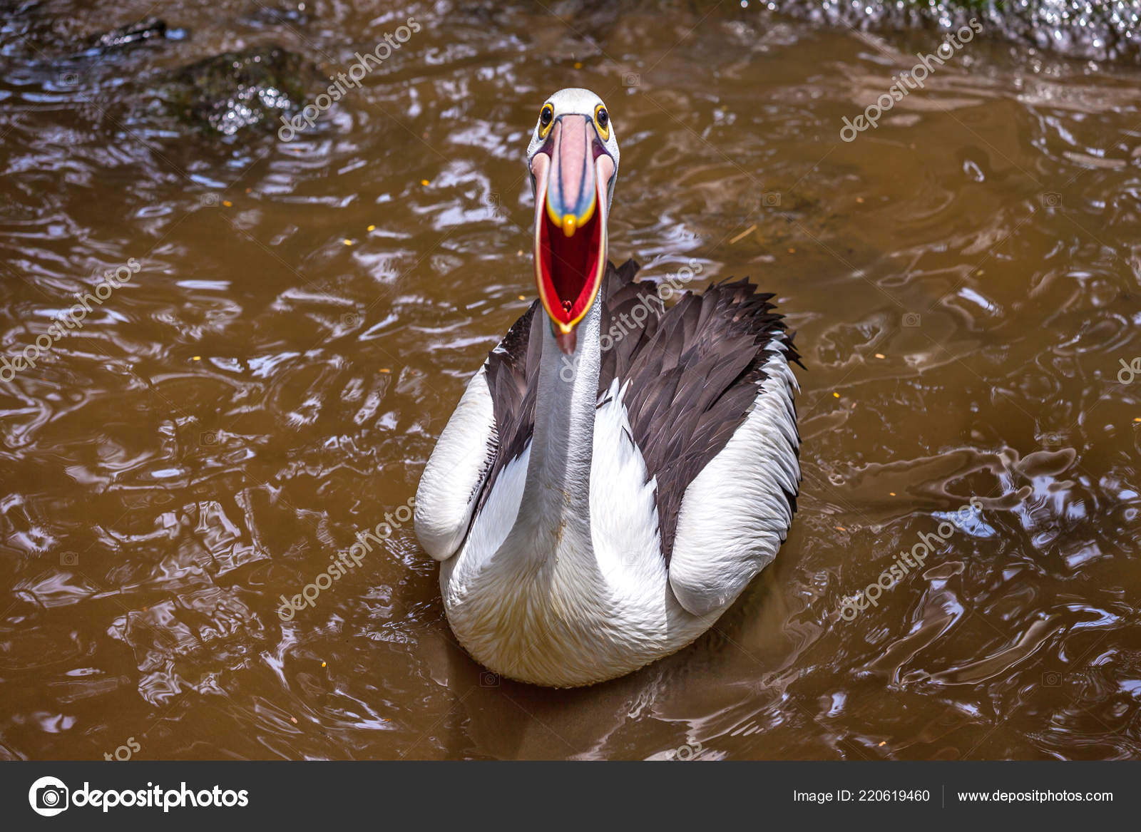 Funny Pelican Mouth Wide Open Standing Catching Fish Bird Tropical Stock  Photo by ©ValeryBocman 220619460