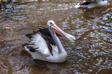Geniş ağızlı komik Pelikan duran ve bir balık yakalamak açın. Gülümse, baş yukarı ve iç gösterilen Gaga çekin tropikal bir göl hayvanat bahçesinde kuş gıda için ziyaretçiler, sorar..