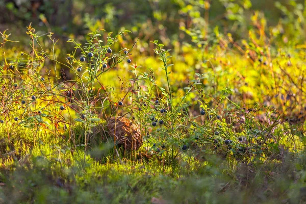 Brown mushroom grows among green bilberry bushes with small black berries in the grass in the forest with bright sunlight. Vyborg forest, Leningrad region, Russia.