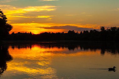 Göl, bir orman ve ağaç ufuk ve geçmiş yelken, dalgaların üzerinde su bırakarak bir ördek silüeti üzerinde muhteşem bir turuncu günbatımı. Olgin su birikintisi içinde Petergof, St. Petersburg, Rusya Federasyonu.