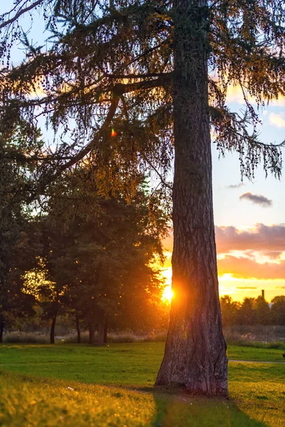 Tall pine spruce trunk on green grass makes majestic long shadow and block the setting sun, artistic orange highlight sprayed in the air. Lonely tree in the summer park at sunset.