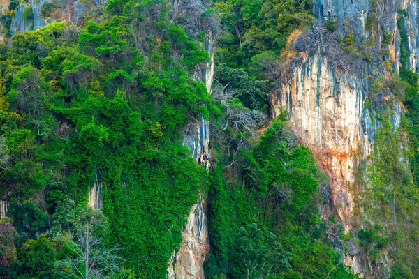 Яркие Зеленые Деревья Кусты Чистых Скалах Горы Большое Непроходимое Место — стоковое фото