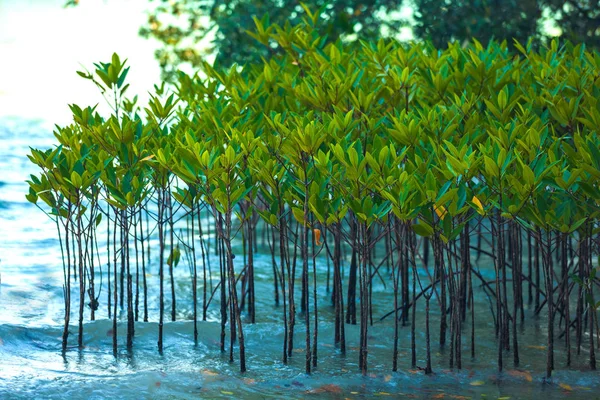 Tropische Pflanze Mit Grünen Blättern Die Wasser Meer Wächst Eisenbahn — Stockfoto
