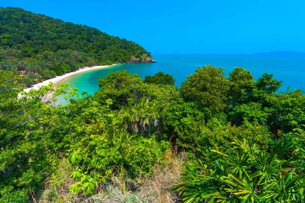 Uzun Kumsalı Gür Kalın Yeşil Tropikal Orman Parlak Mavi Gökyüzü — Stok fotoğraf