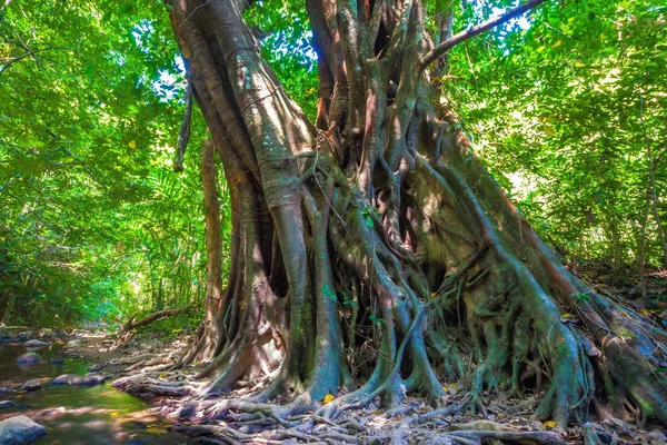 Ein Tausendjähriger Brauner Baum Mit Einem Riesigen Gegabelten Stamm Mit — Stockfoto